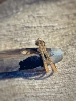 Rike Creolen Ohrstecker aus Silber mit Vergoldung